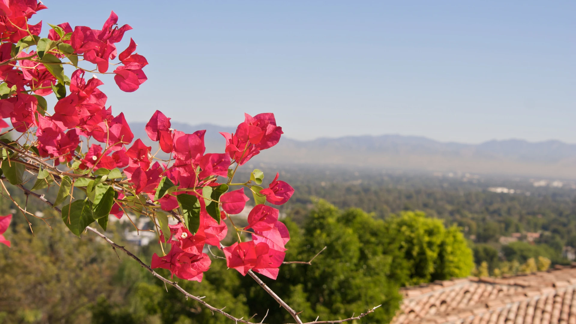 A tree adorned with vibrant red flowers, showcasing its lush foliage and striking color contrast against the sky.
